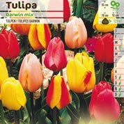 tulipe darwin en melange